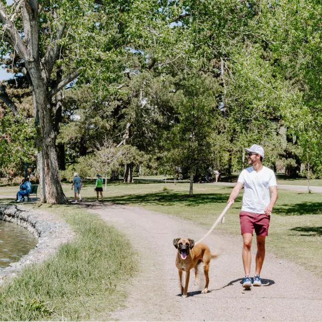 Bromwell Bromwell - Dog