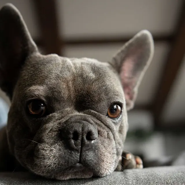 A close-up of a French Bulldog resting its head on a grey couch. The dog's expression is calm and relaxed, with brown eyes and a short snout.