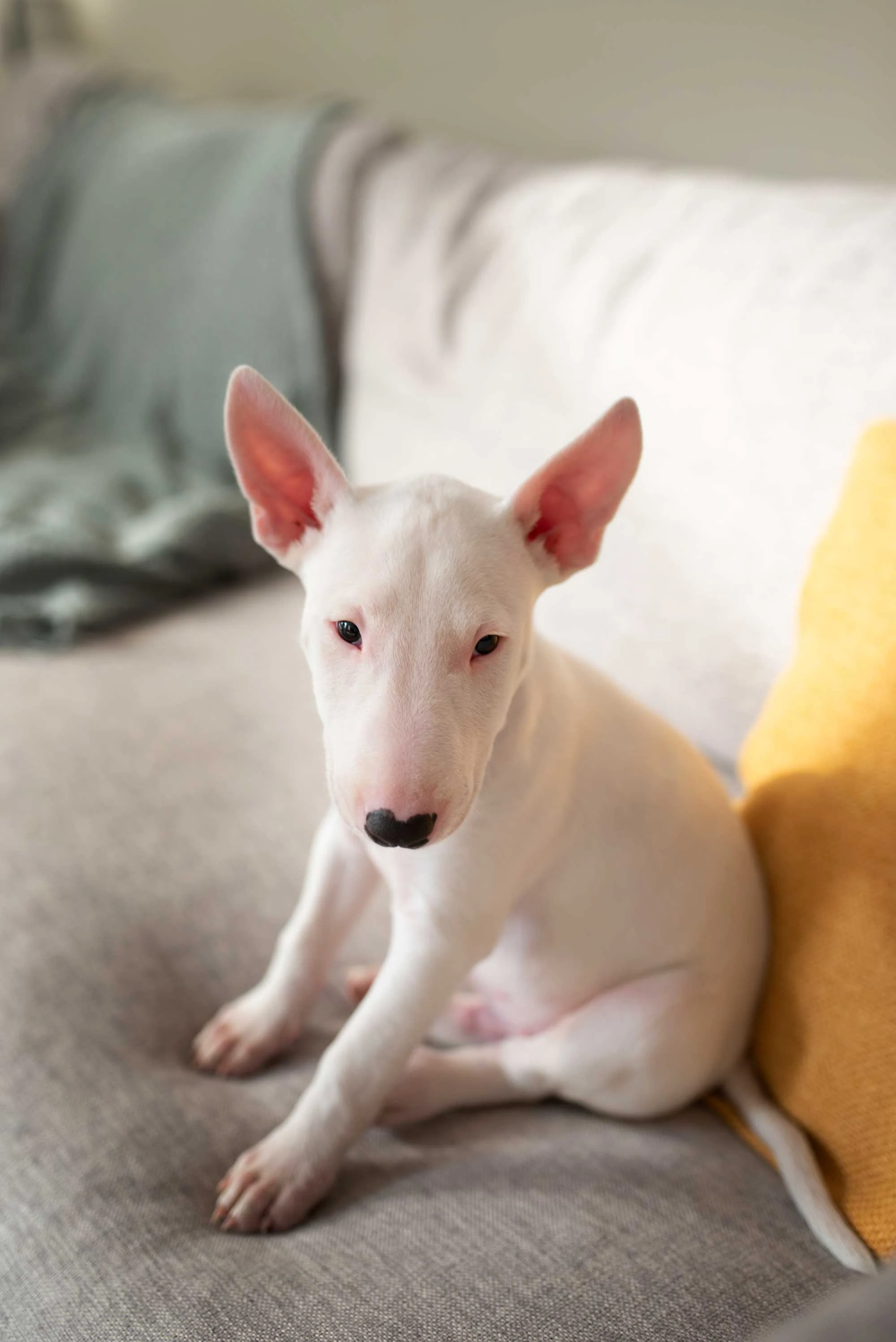 A small white Bull Terrier puppy sitting on a light gray couch with a yellow throw pillow nearby.