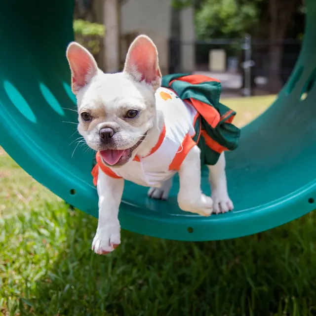 Tanager Square Apartments - Grass, Bulldog, Canine