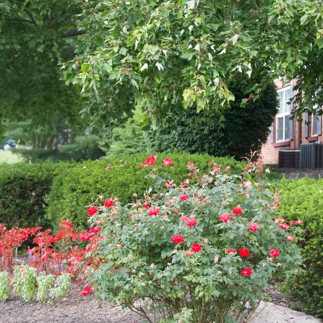 Normandy on The Green - Garden, Nature, Outdoors