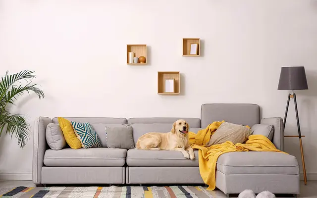 El Caro - Lamp, Animal, Canine