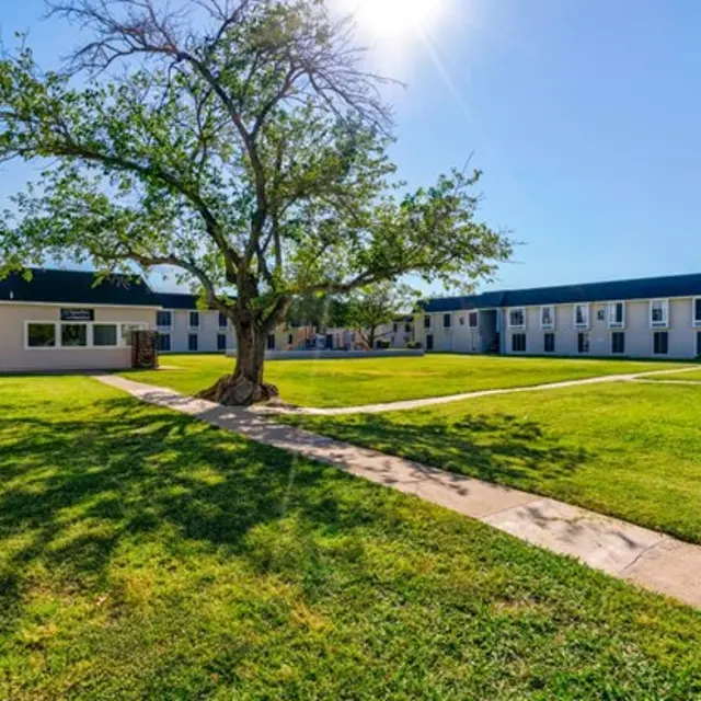 A sunny courtyard with a large tree in the center, surrounded by apartment buildings and green lawns.