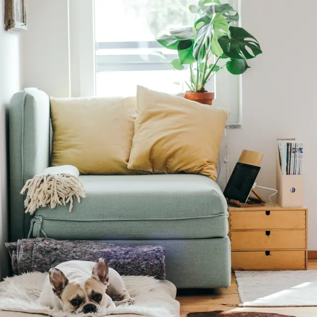 Cozy living room featuring a light blue couch, pillows, a plant, a dog on a bed, and a wooden box shelf. Natural light streaming in.