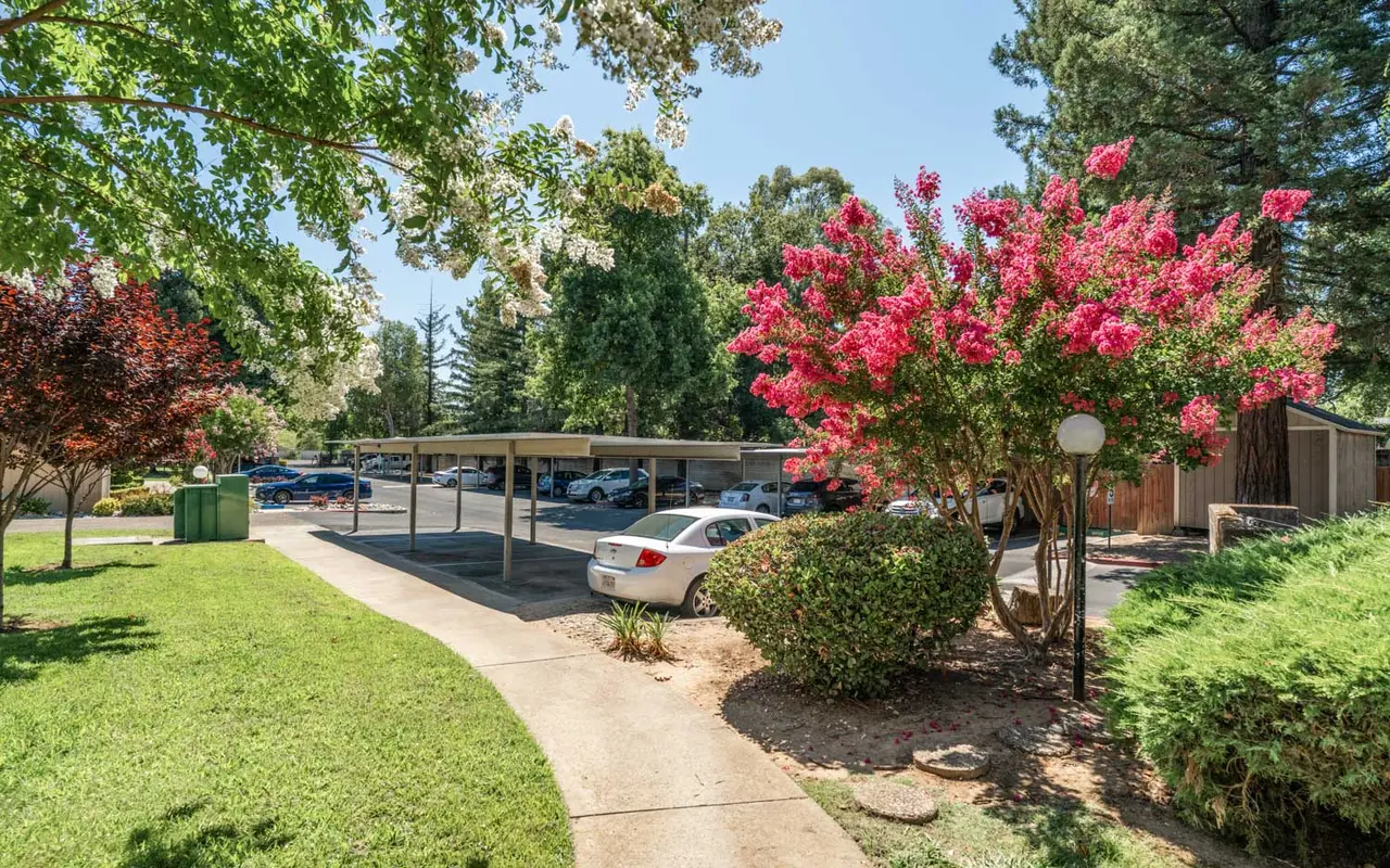 A view of a parking area surrounded by vibrant flowering trees and greenery, under bright sunlight.
