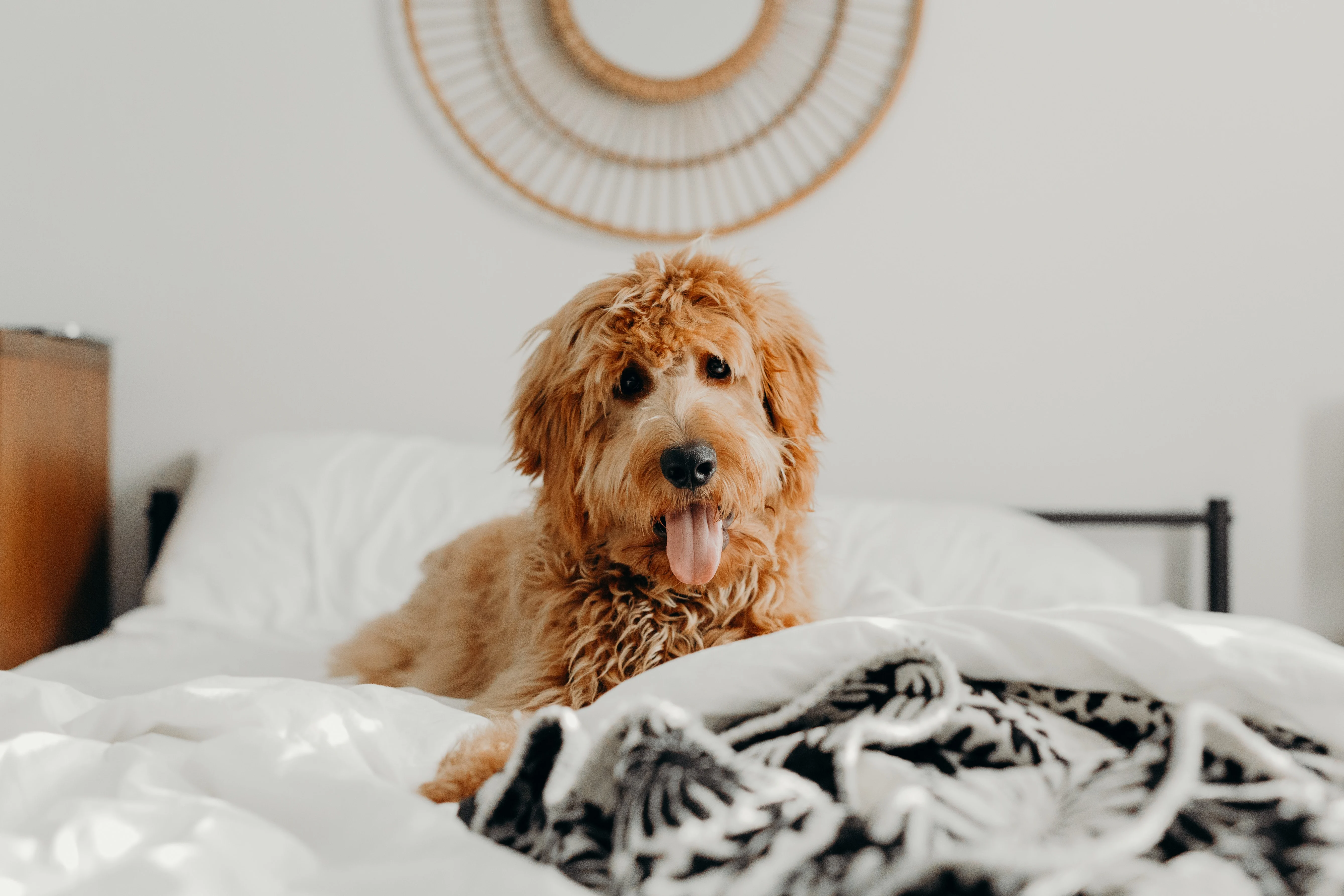 Royal Oaks Townhomes - Pet, Dog