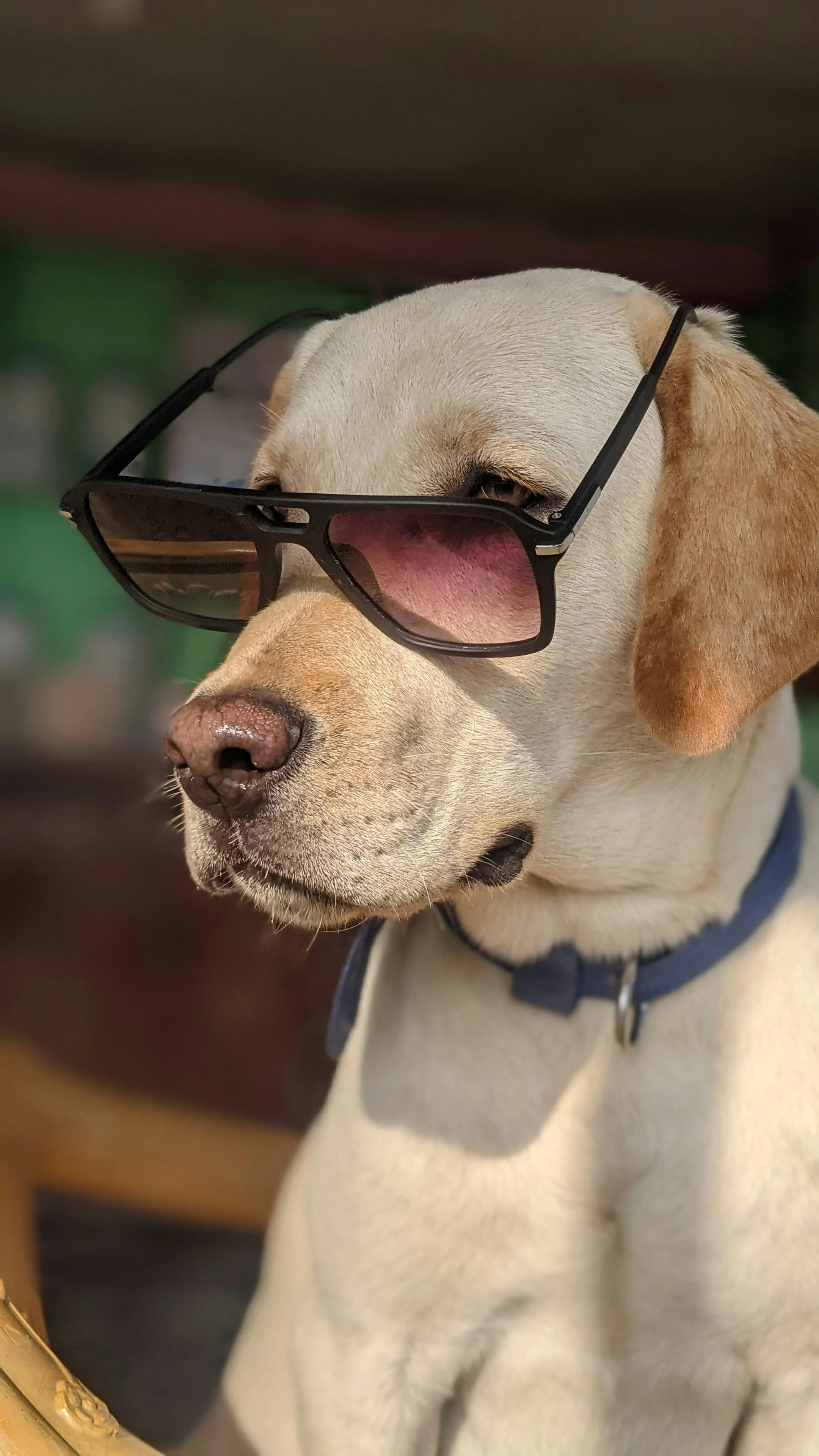 A dog wearing black sunglasses with a slight pink tint, sitting against a blurred background.