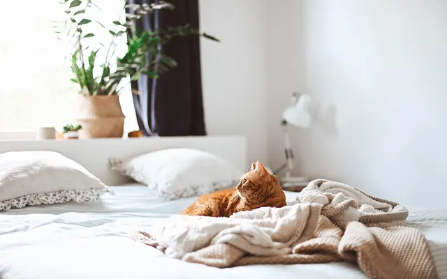 A cozy bedroom scene featuring an orange cat lounging on a bed with a soft blanket. The room has potted plants and natural light coming in from the window.