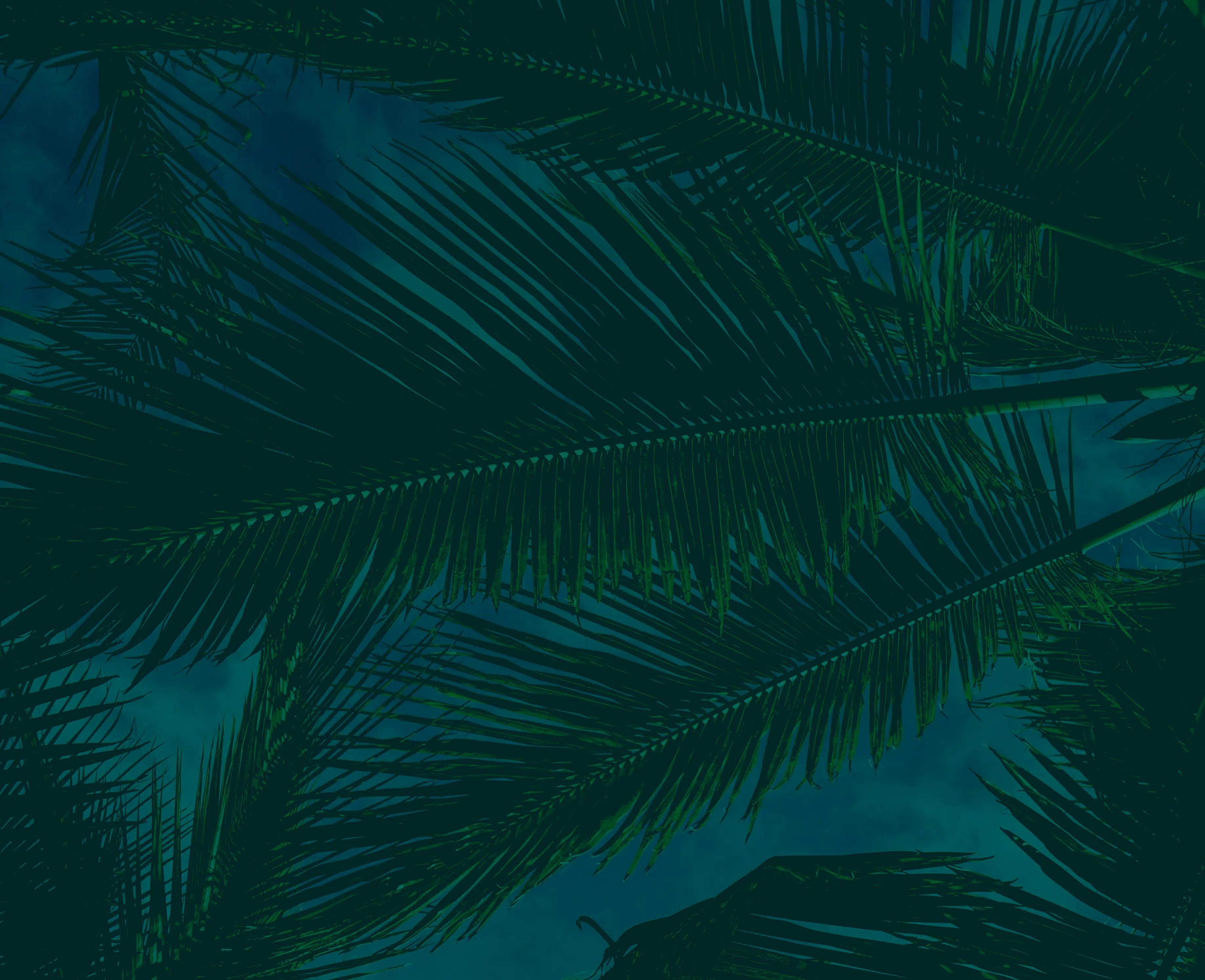 Silhouetted palm leaves against a dark blue sky