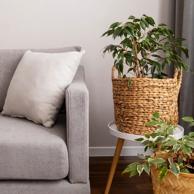 A cozy living room scene featuring a gray sofa with a white pillow, beside two potted plants in woven baskets. One plant is on a small white table, and the other is on the floor.