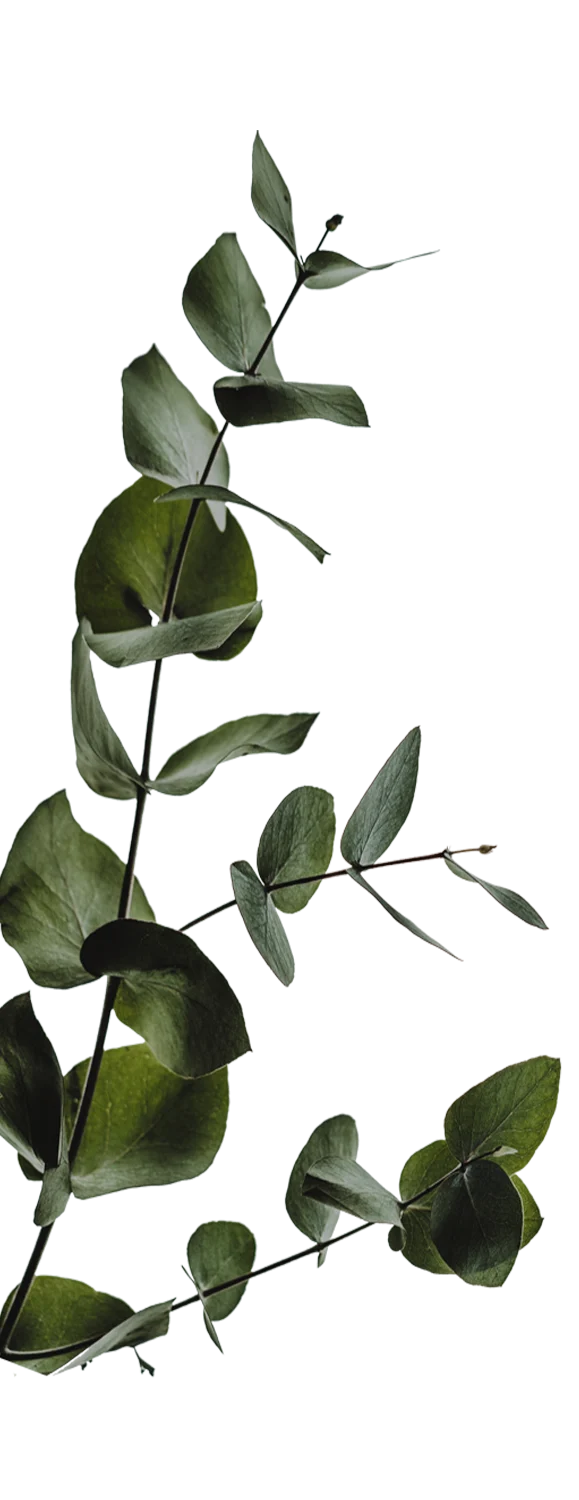 Ashton Pointe - Leaf, Plant, Vine