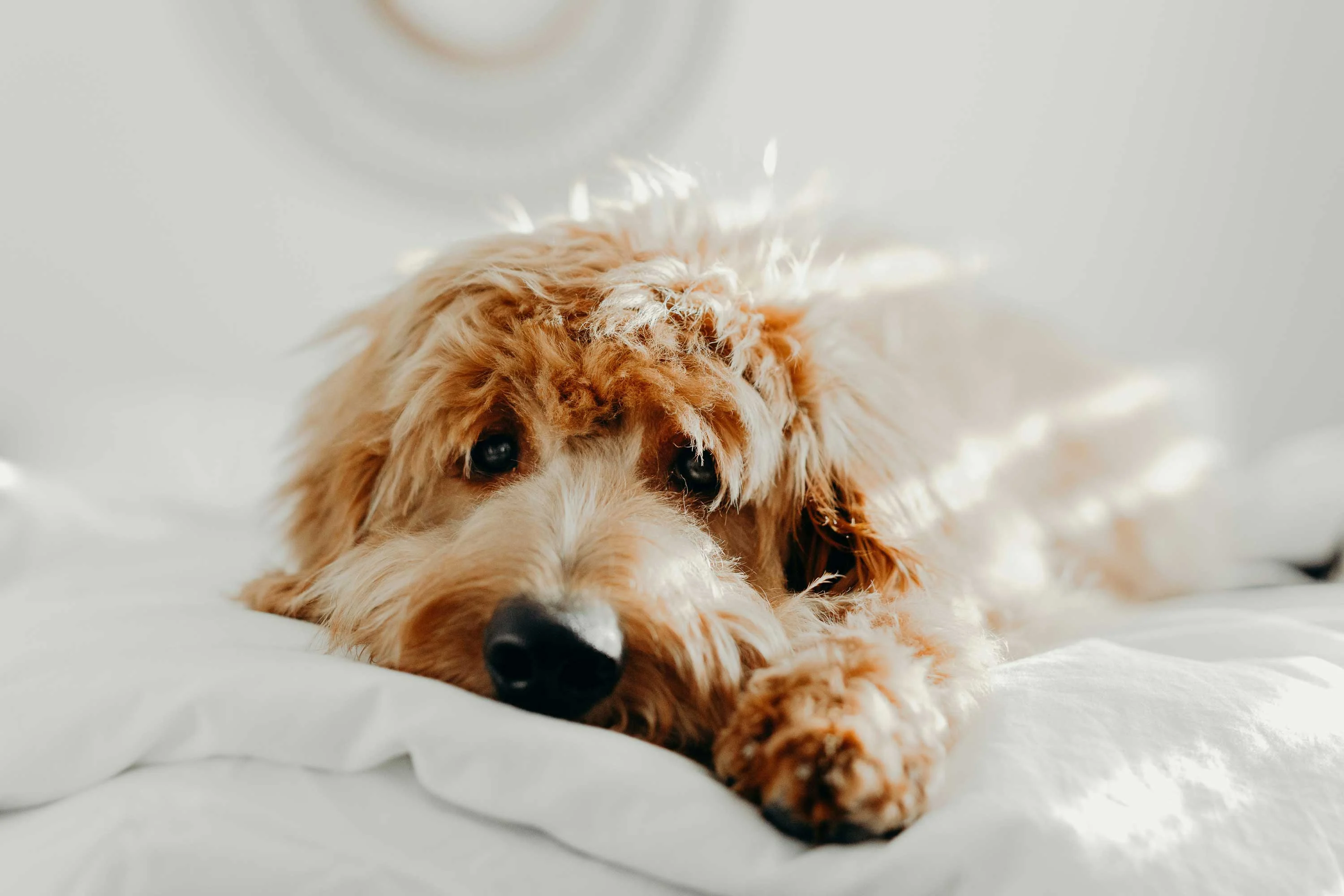 A fluffy dog resting on a white bedspread, looking directly at the camera with expressive eyes.
