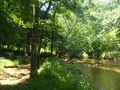 A serene forest scene featuring a gently flowing stream surrounded by lush greenery and trees.