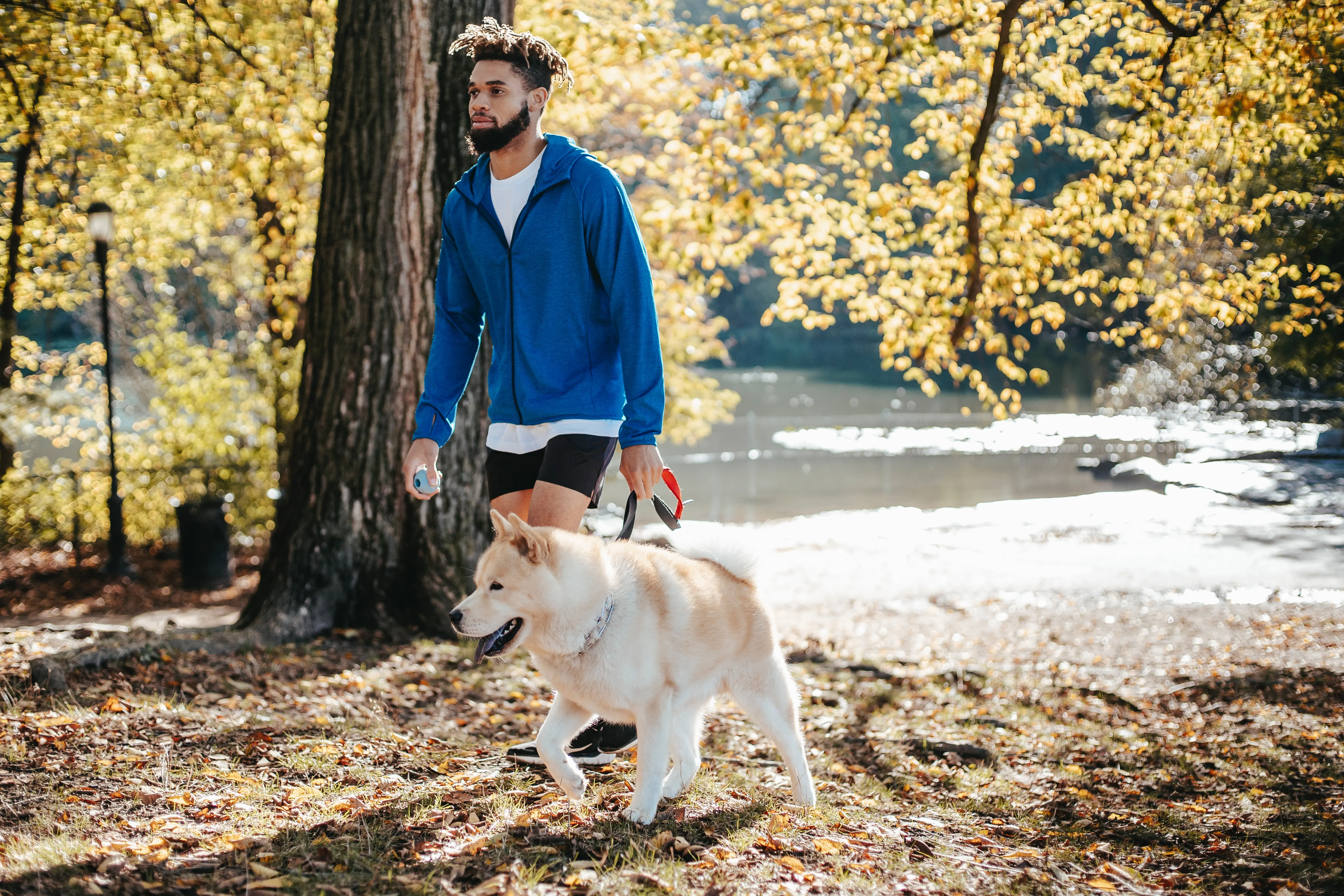Autumn Walk with Dog A man walking a light-colored dog in an autumn park with yellow leaves.