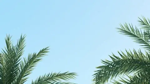 Palm Trees and Blue Sky Palm trees against a clear blue sky