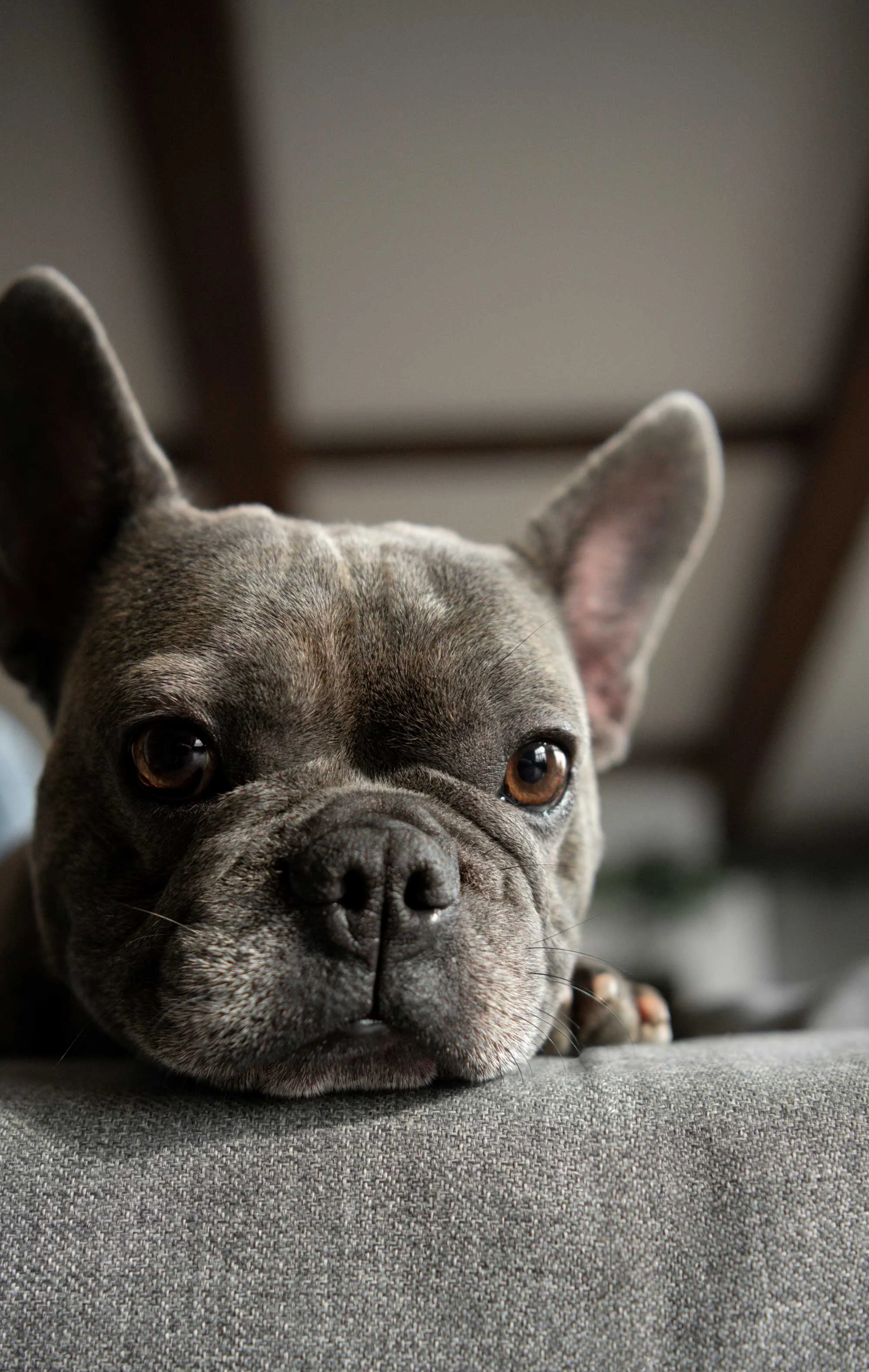 A close-up of a French Bulldog resting its head on a cushion with a soft focus background.