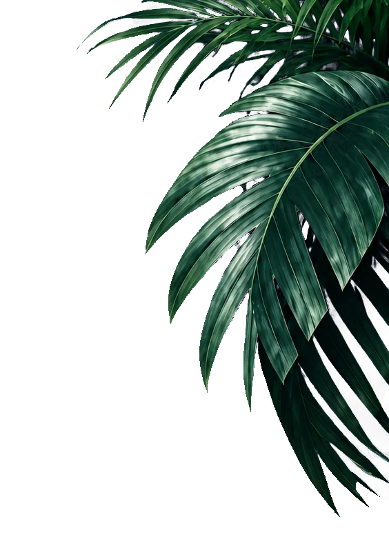 Tropical Leaves A close-up view of green tropical leaves with a shiny texture, partially overlapping and set against a transparent background.