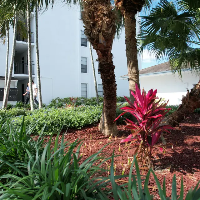 A landscaped area featuring palm trees and vibrant plants in front of a white building.