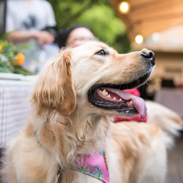A happy golden retriever at local carytown, va restaurant with a pink bandana, looking to the side with its tongue out.