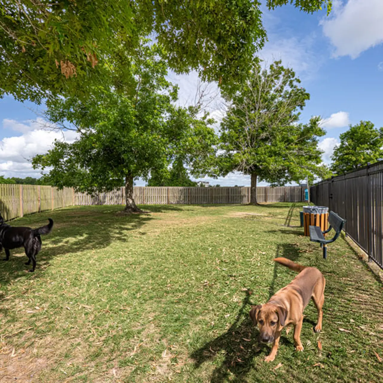 Two dogs playing in a grassy area with trees and a fence in the background