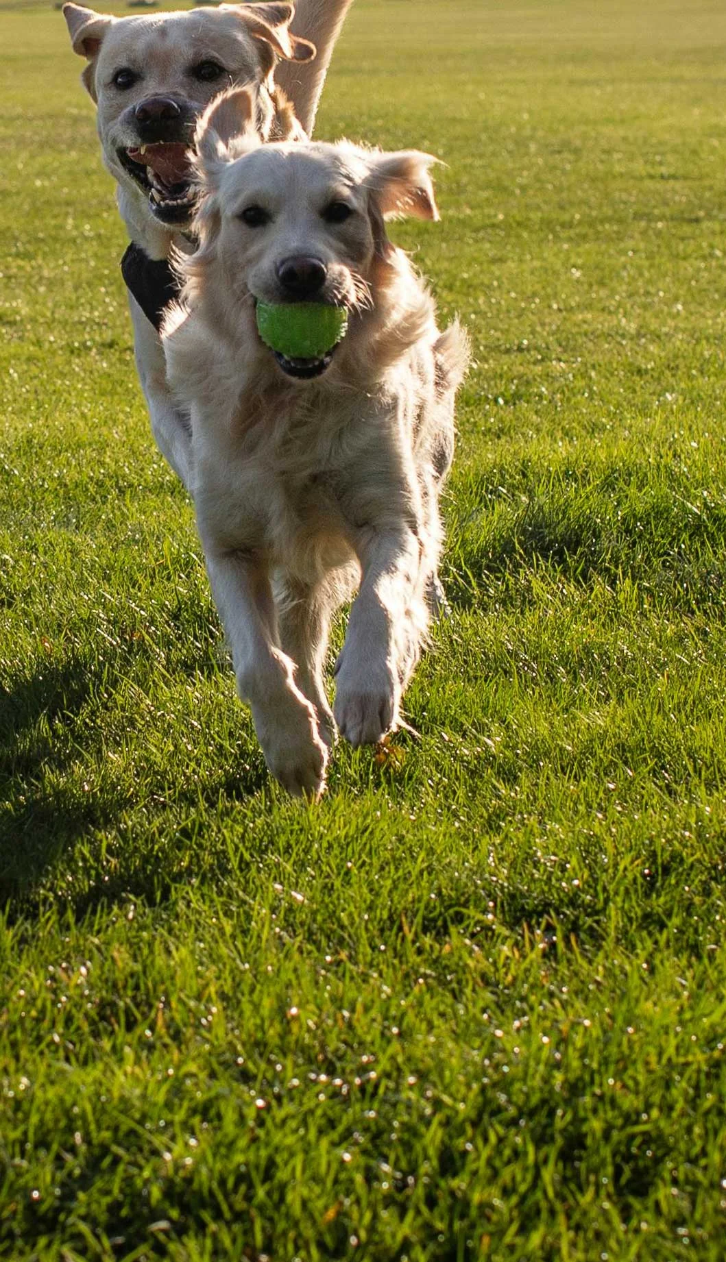 Golden Retrievers Playing Together Two golden retriever dogs running on grassy field, one holding a green ball in its mouth.
