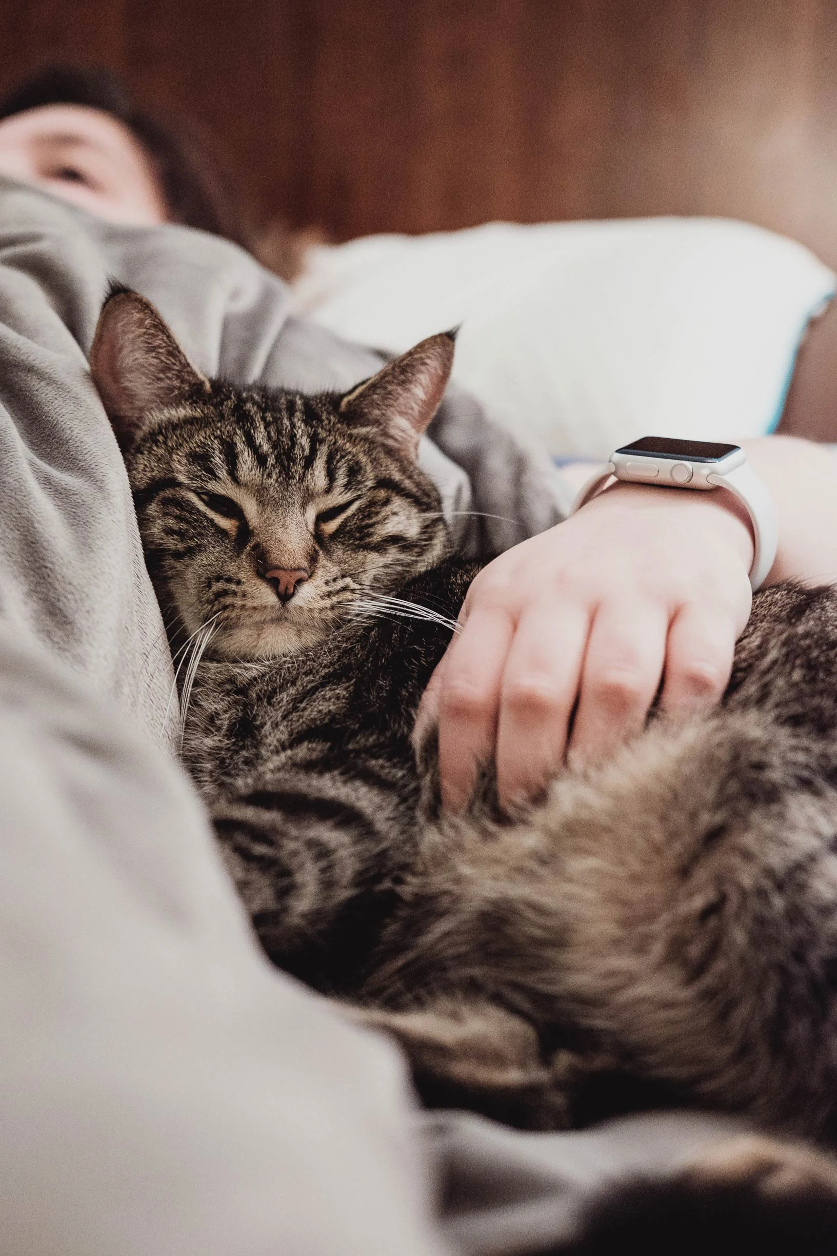 A striped cat lies comfortably on a bed next to a person, who is partially visible. The person has a hand gently resting on the cat as they relax together under soft blankets.