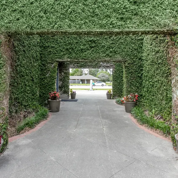 A pathway framed by lush green ivy walls, leading to an opening with potted flowers on either side.