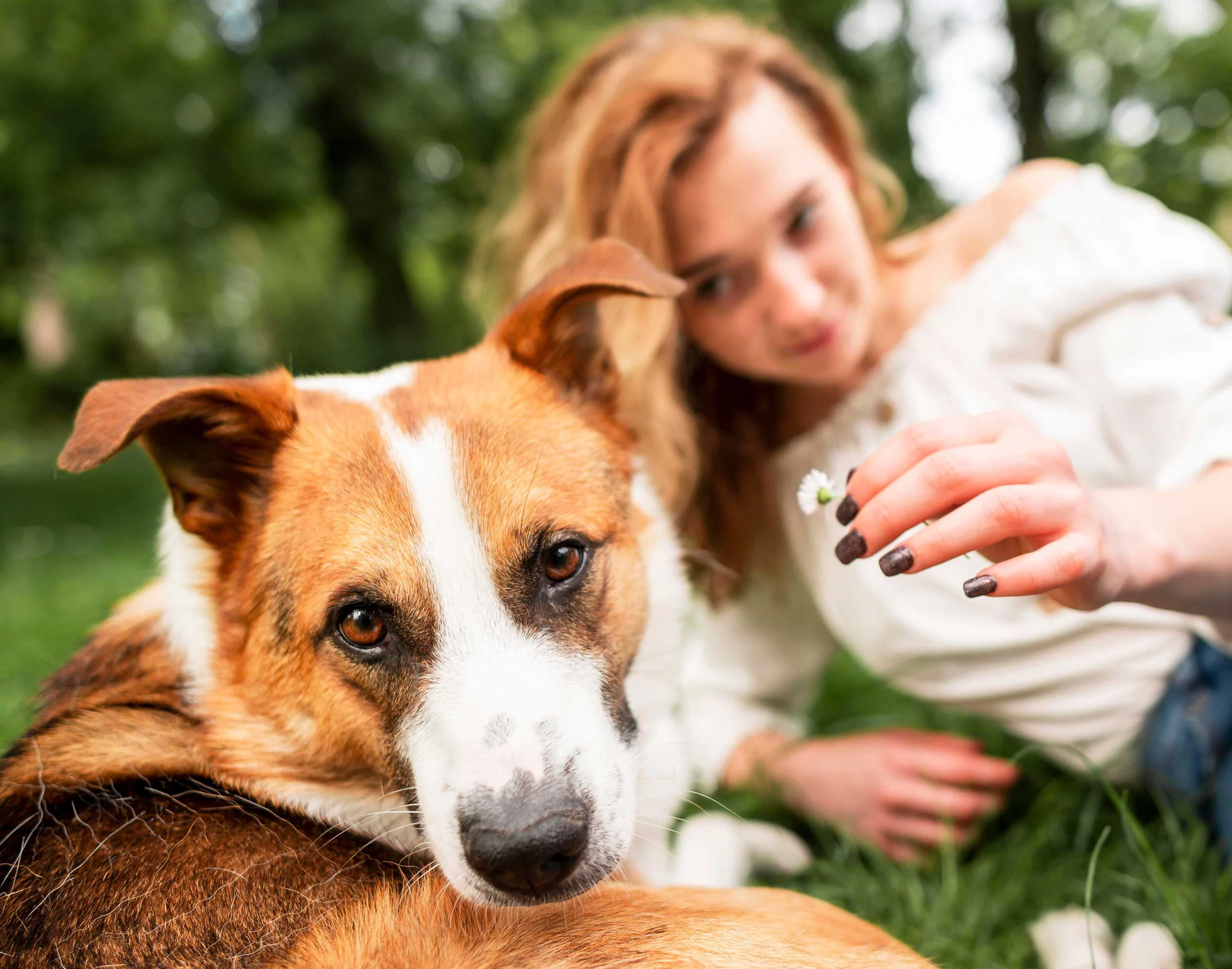 Dog and Owner in a Park A dog lying on grass with a woman in the background. The woman is reaching out with a flower in her hand, looking at the dog.