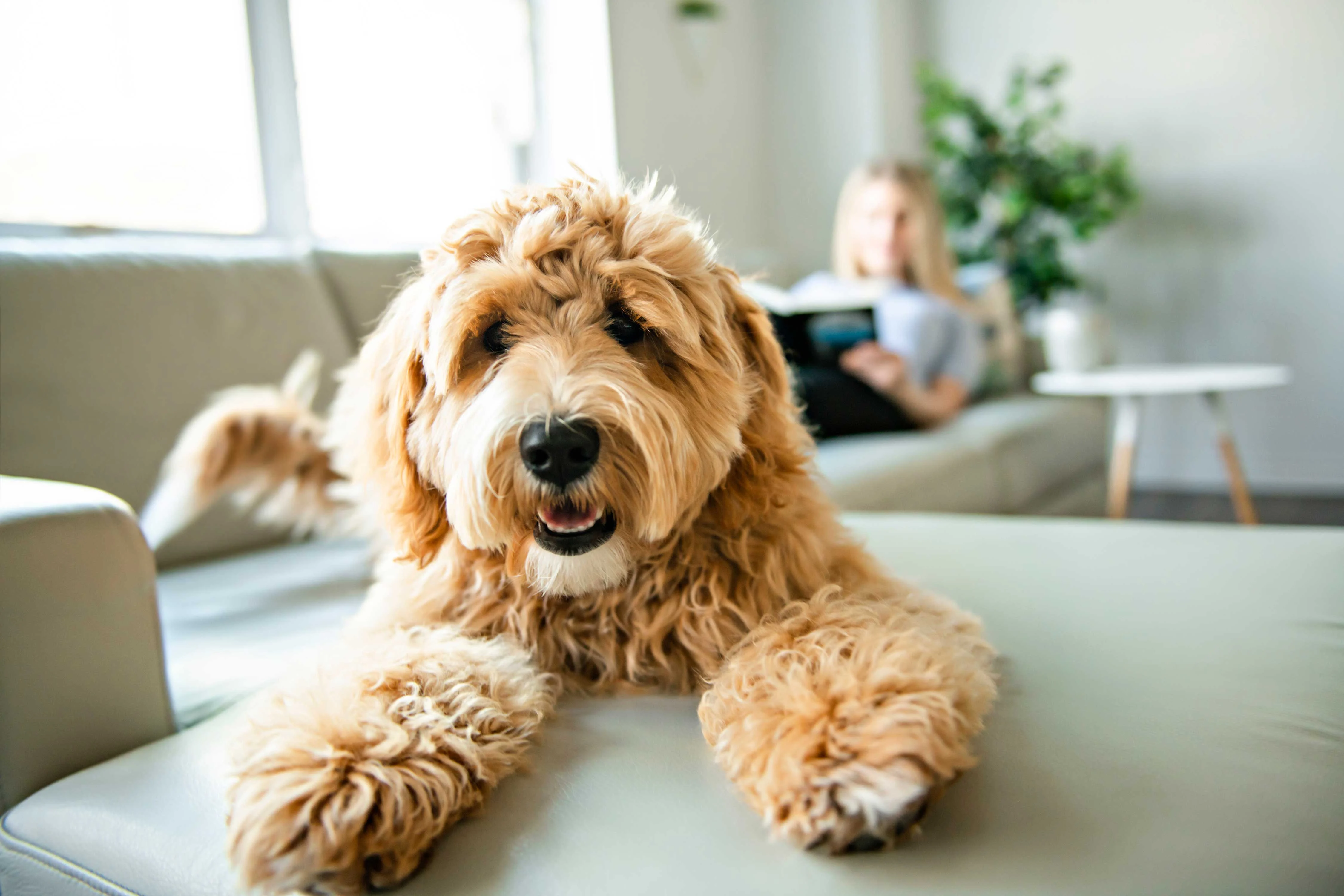 Fluffy Dog Relaxing at Home A fluffy dog with a curly coat lying on a sofa in a living room, looking at the camera with a friendly expression, while a person reads a book in the background.