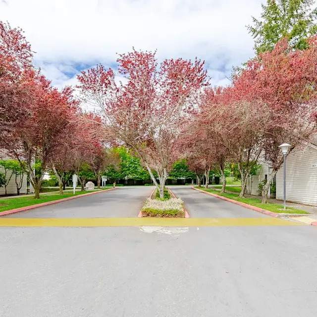 A scenic view of a road flanked by flowering trees on both sides, with a green lawn in the background under a cloudy sky.
