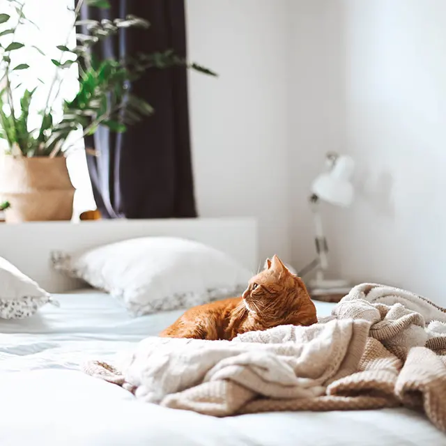 A cozy bedroom featuring an orange cat lounging on a bed with a messy blanket. There are decorative pillows and a potted plant in the background, along with a lamp on the nightstand.