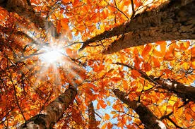 A view looking up through trees with vibrant orange leaves against a bright blue sky and sunlight shining through.
