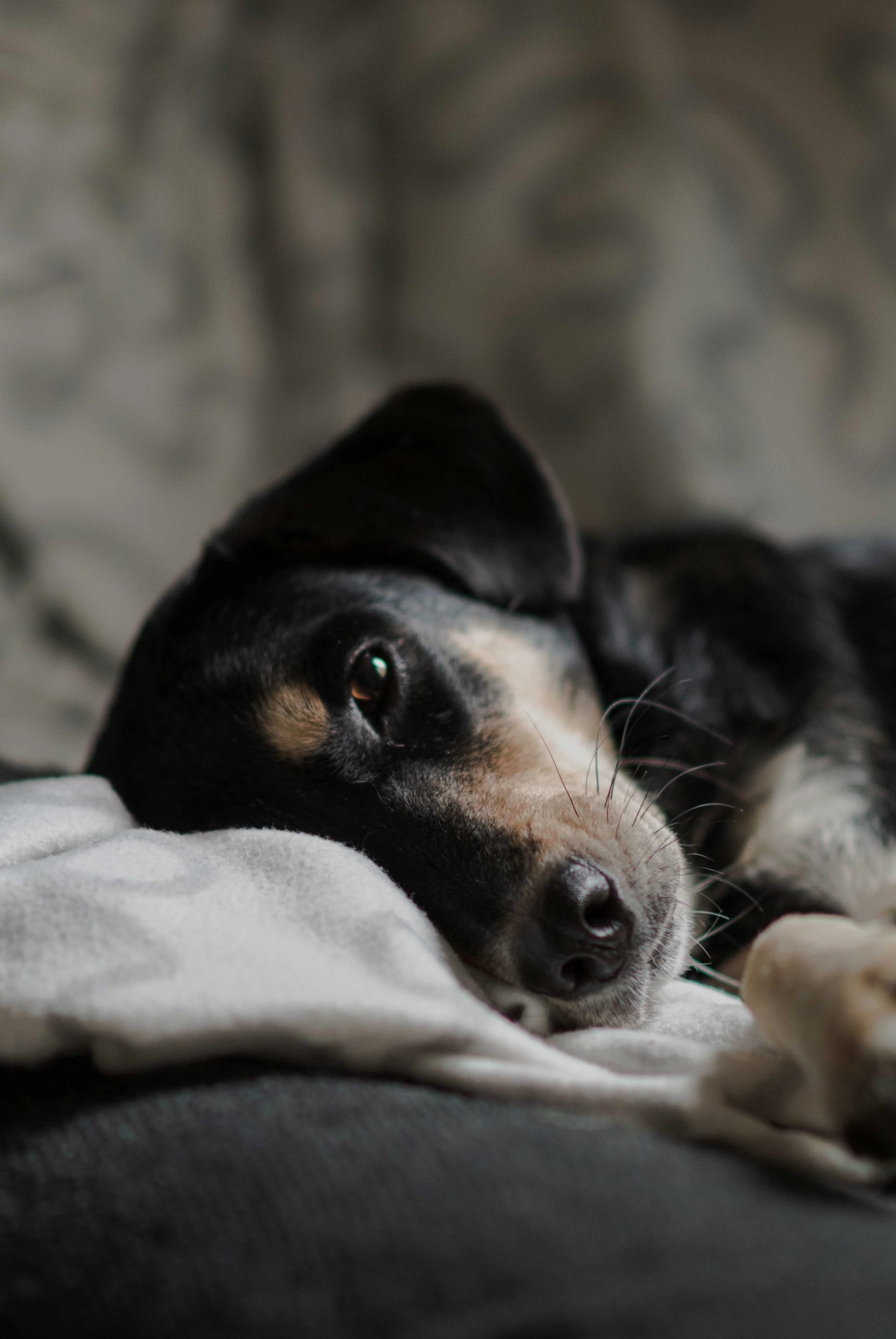 Dog Relaxing A close-up of a dog resting on a soft blanket, looking thoughtfully at the camera.