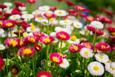 A vibrant field filled with red and white daisies and green foliage, showcasing a variety of blooming flowers.