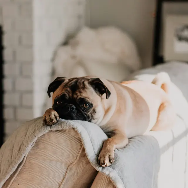 Pug Relaxing on a Couch A pug resting on the back of a couch, looking curiously at the camera with its paws hanging over the edge.