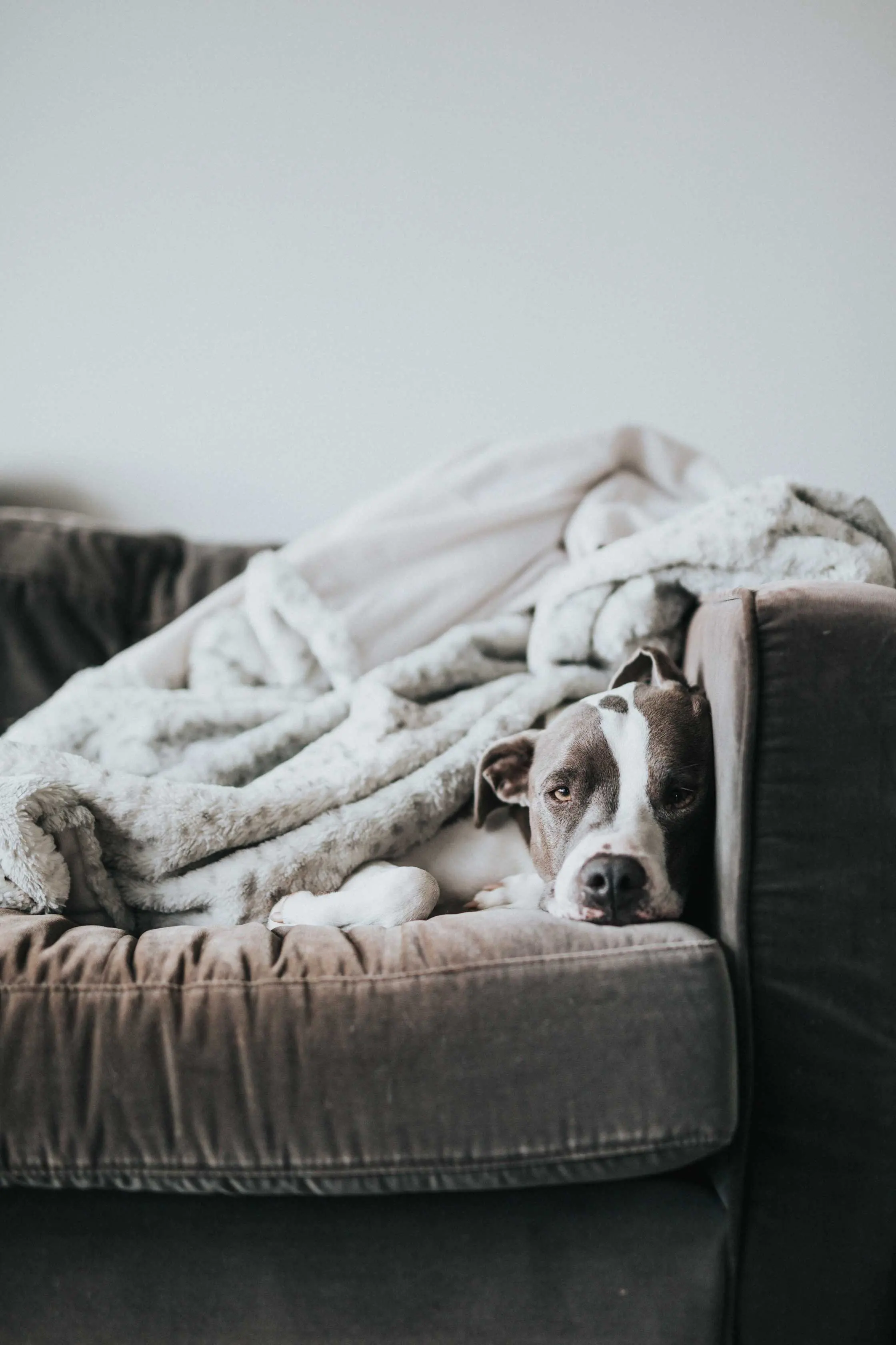 A dog lying on a couch covered with a soft blanket, looking directly at the camera with a relaxed expression.