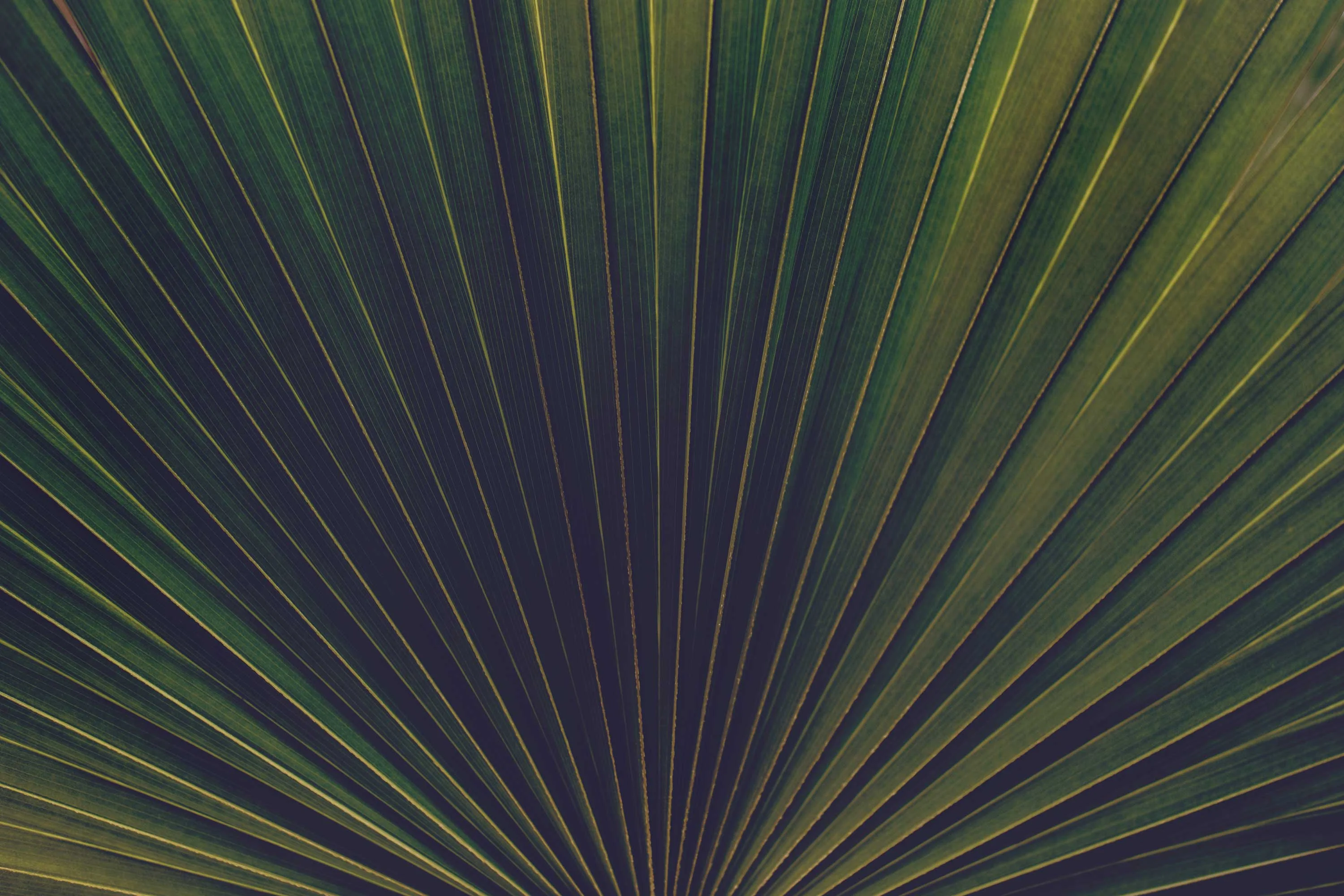 Close-up of a palm leaf showcasing a pattern of green fan-like segments radiating from a central point.