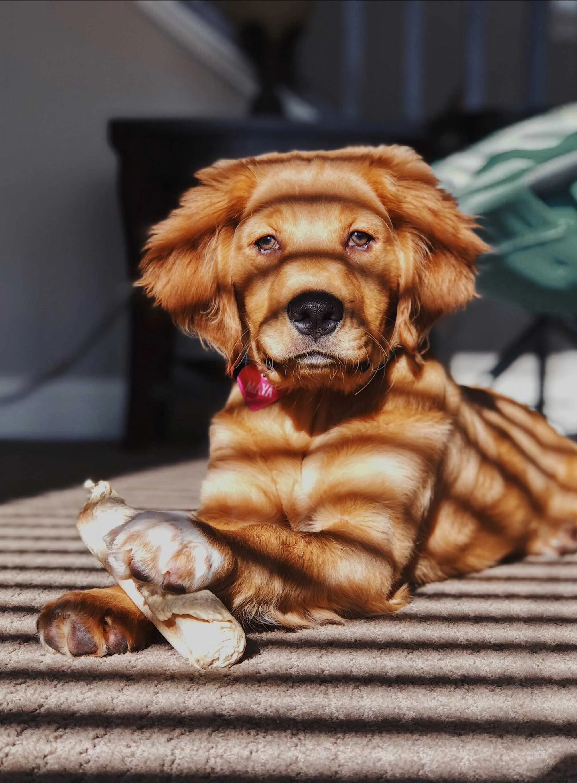 A golden retriever puppy lying on a striped carpet, holding a chew toy with soft shadows across its fur from sunlight filtering through blinds.