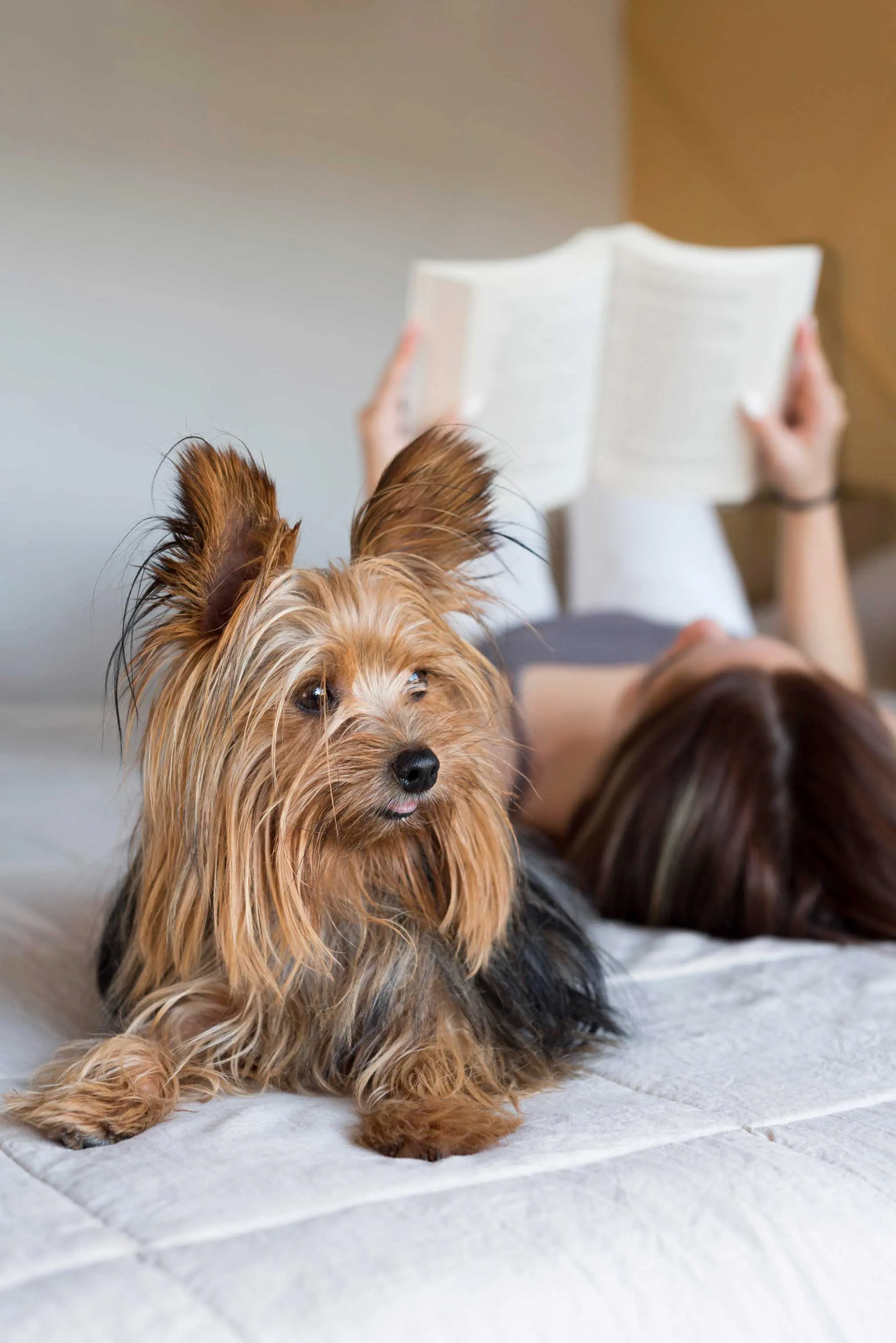 A small dog lying on a bed in front of a person reading a book. The person is seen from behind, lying on their stomach with their feet up, holding a book open. The room has soft lighting and a cozy atmosphere.