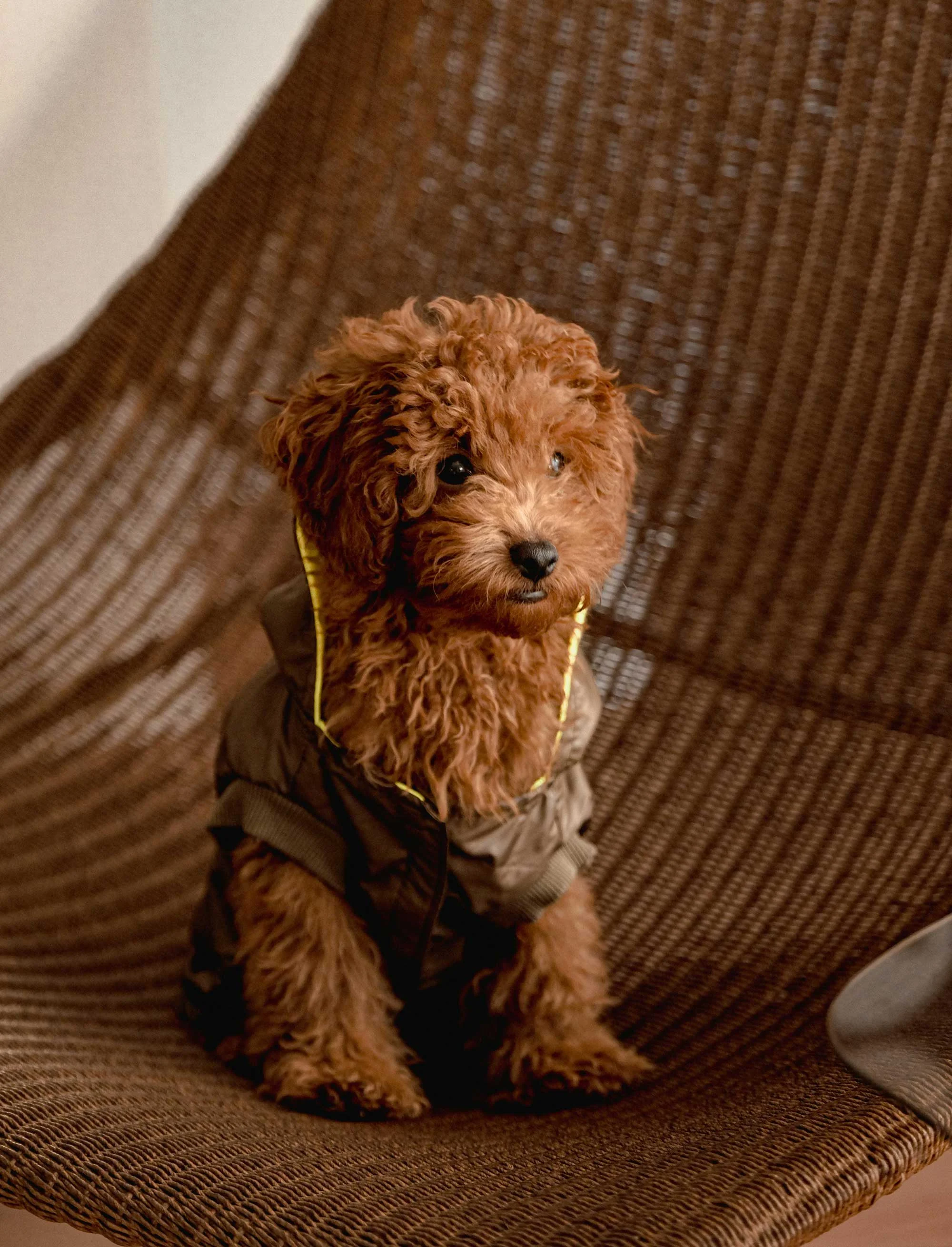 A fluffy brown dog sitting on a woven chair, wearing a gray outfit with a hood and yellow trim, looking curiously at the camera.