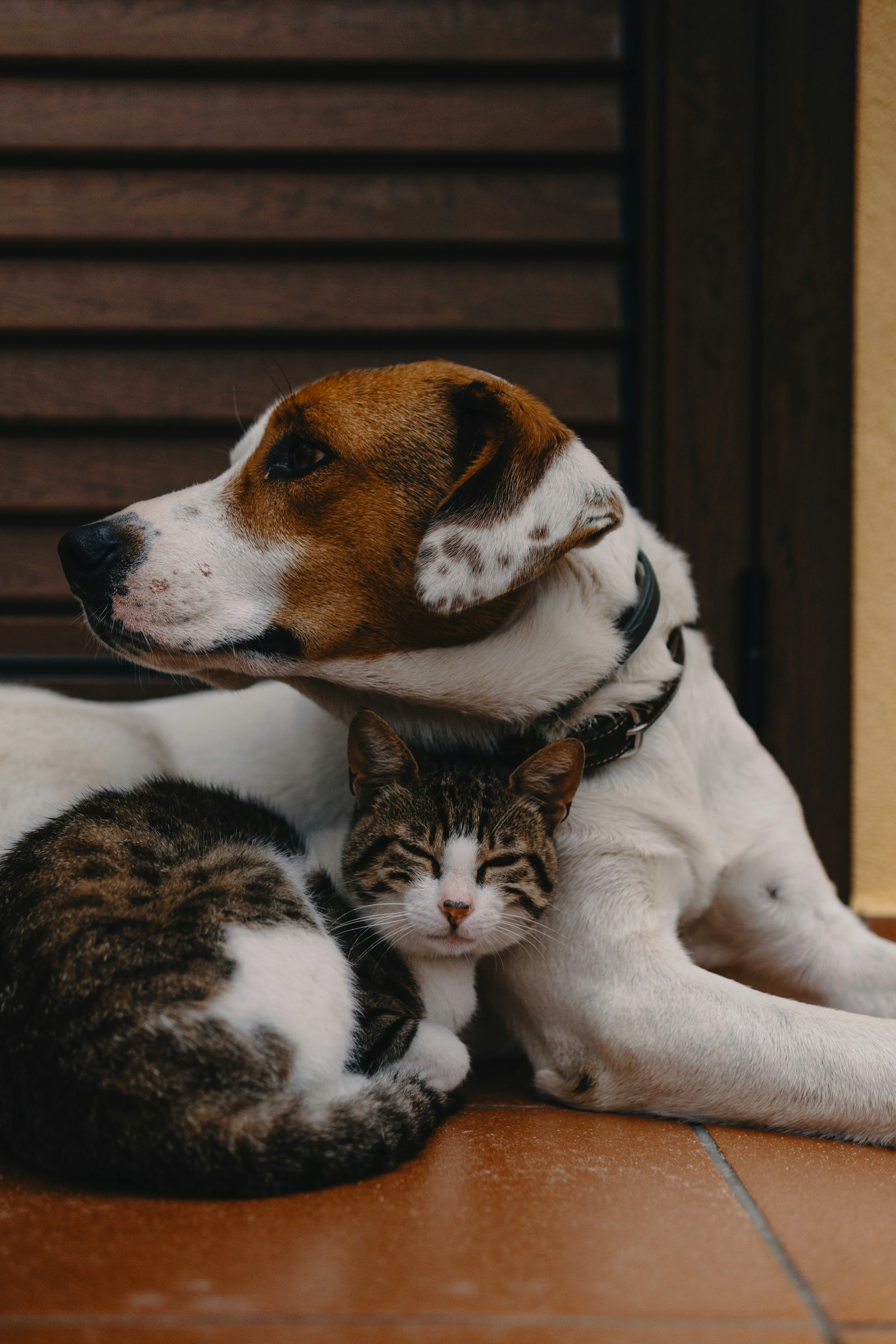 A dog resting beside a cat, both appearing relaxed and comfortable. The dog has a white and brown coat with spots and is laying on a tiled floor next to a gray striped cat snuggling against it.