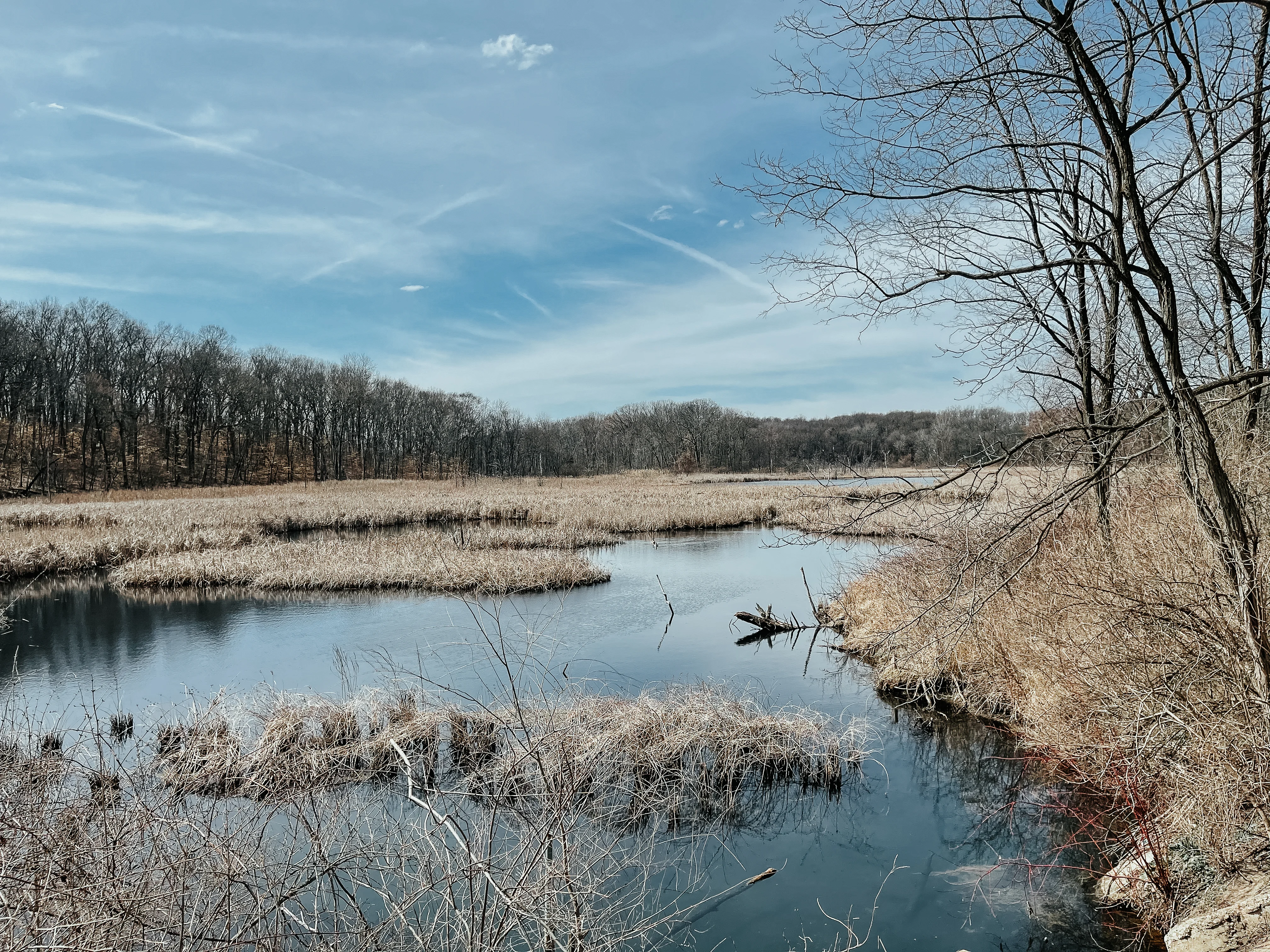 Wetland View in Spring A serene wetland scene with a calm water body surrounded by barren grasses and trees under a clear blue sky with scattered clouds.
