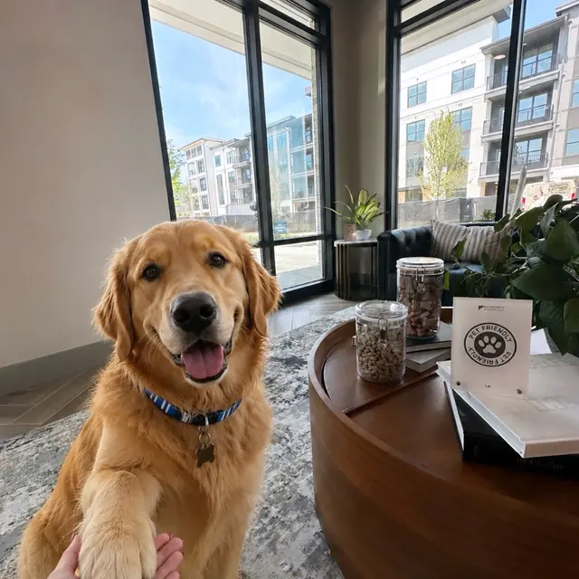 A friendly golden retriever is sitting on its hind legs, giving a paw to a person in a modern lobby with large windows and contemporary furniture. The dog has a joyful expression and is wearing a blue collar. In the background, there's a table with jars of treats and scattered greenery.