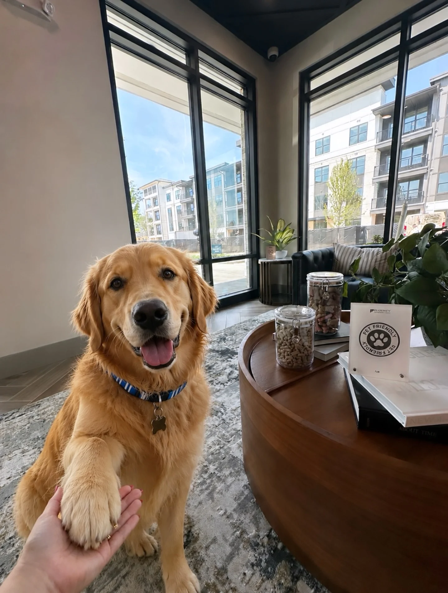 Golden Retriever in Modern Lobby A friendly golden retriever is sitting on its hind legs, giving a paw to a person in a modern lobby with large windows and contemporary furniture. The dog has a joyful expression and is wearing a blue collar. In the background, there's a table with jars of treats and scattered greenery.