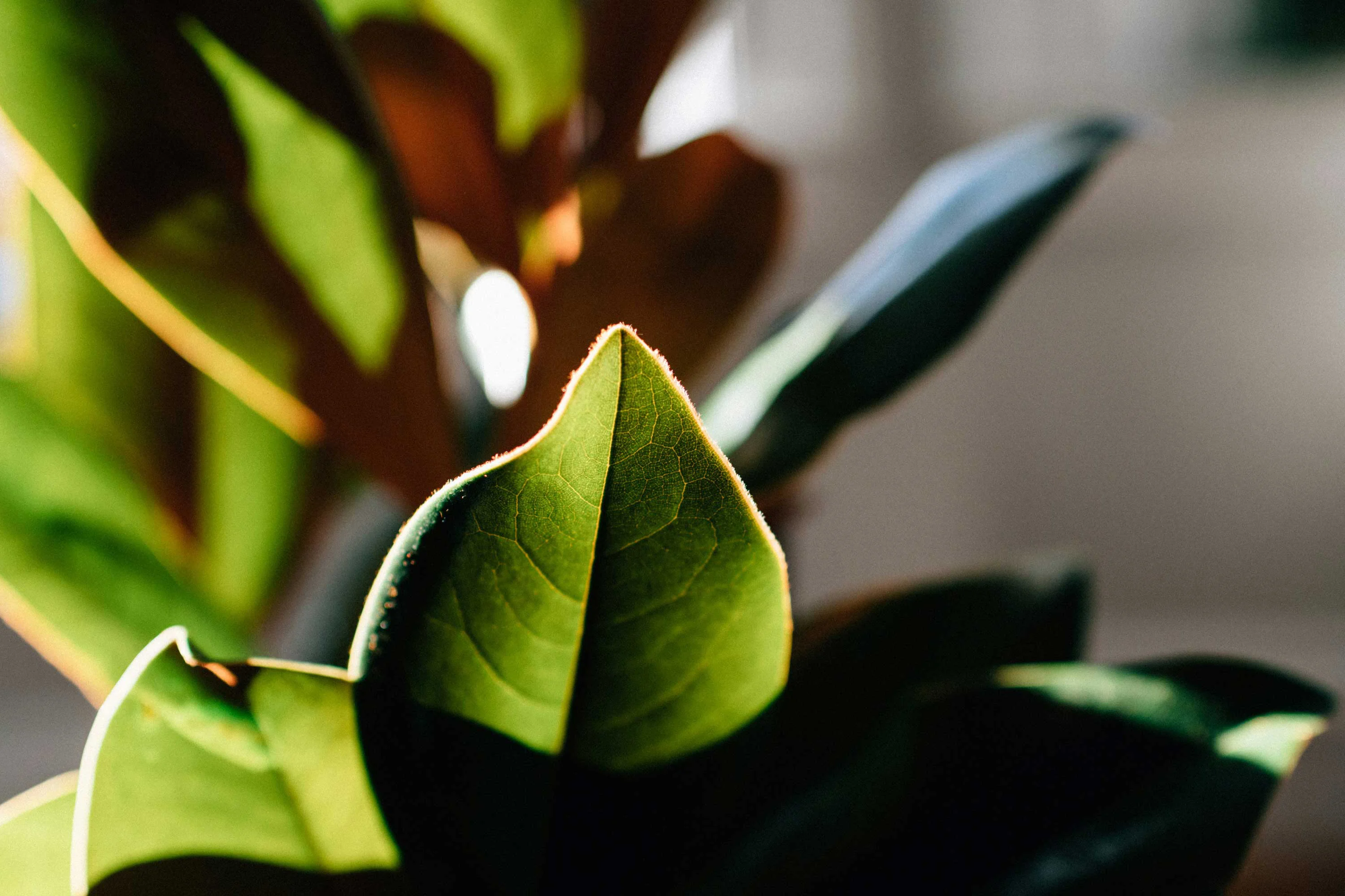 Close-up of green leaves with a soft backlight creating a glow around their edges.