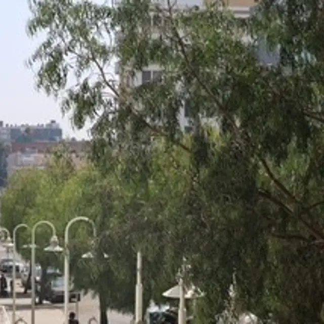 A view of a city pathway lined with trees, leading towards buildings in the background on a sunny day.