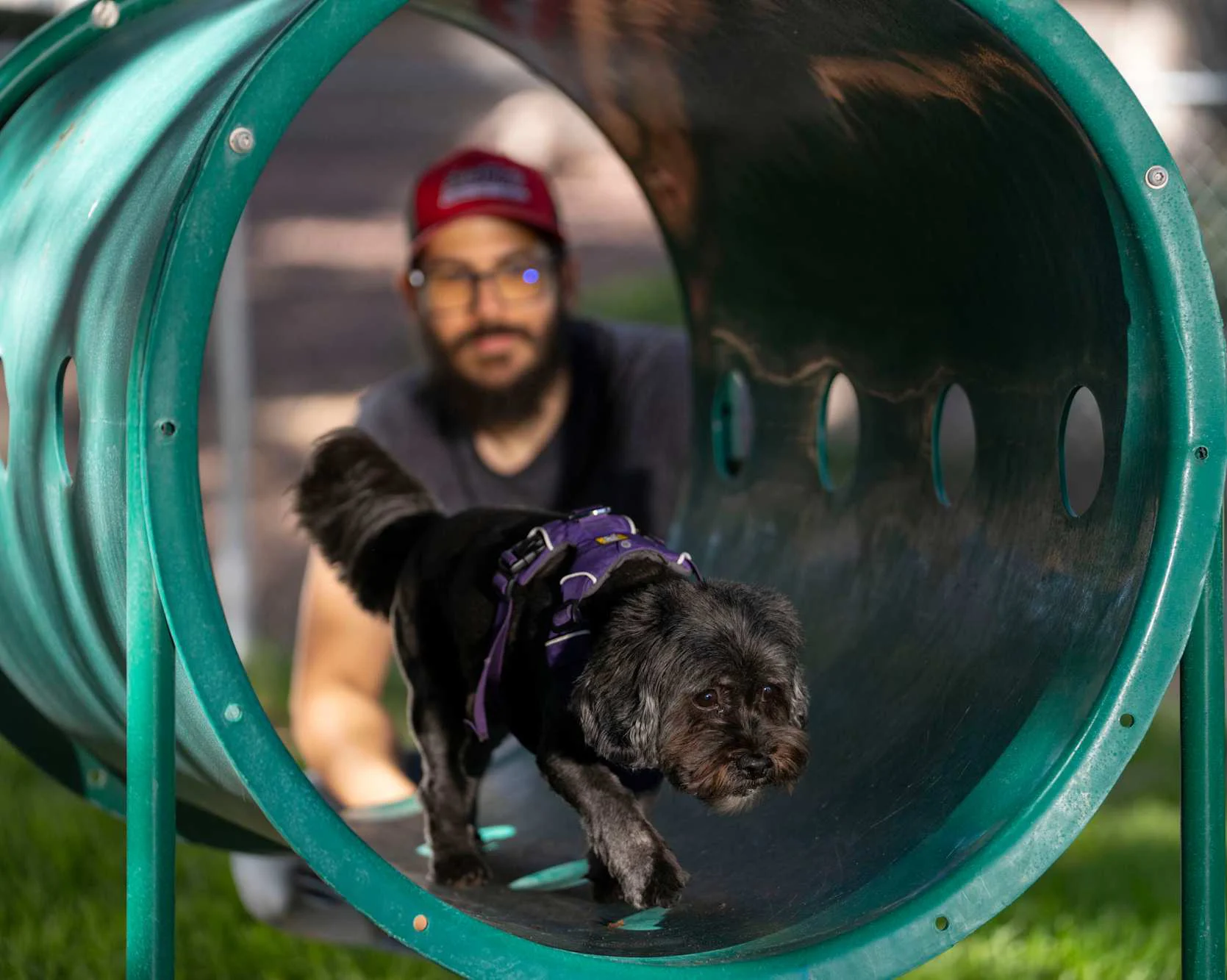 A small black dog with a purple harness walking through a green tunnel, while a person in the background observes.