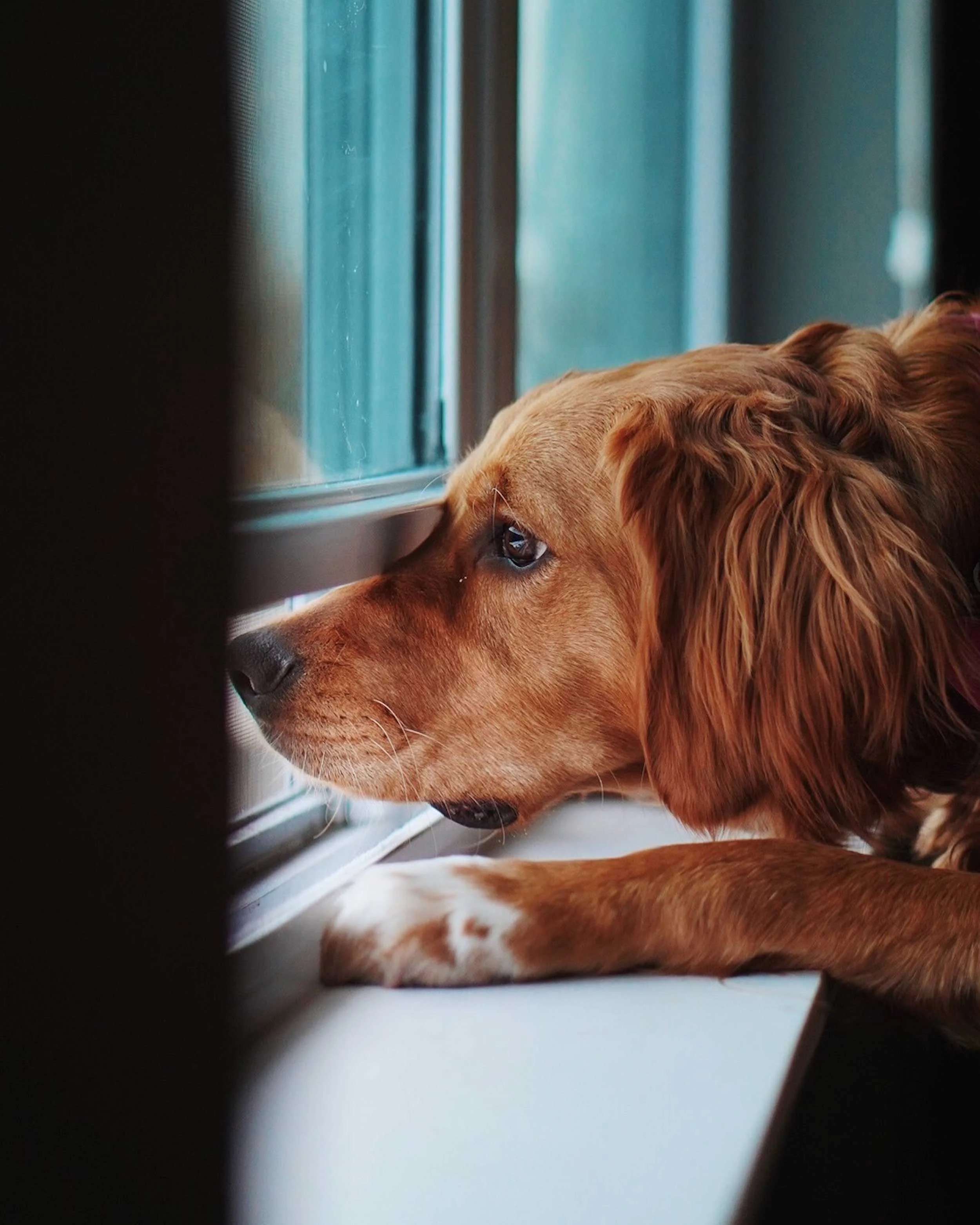 Dog Looking Out Window A brown dog resting its head on a windowsill, gazing out through the window.