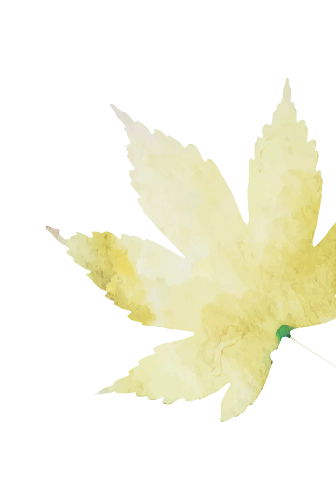 A soft, watercolored illustration of a yellow maple leaf with delicate details, set against a plain green background.