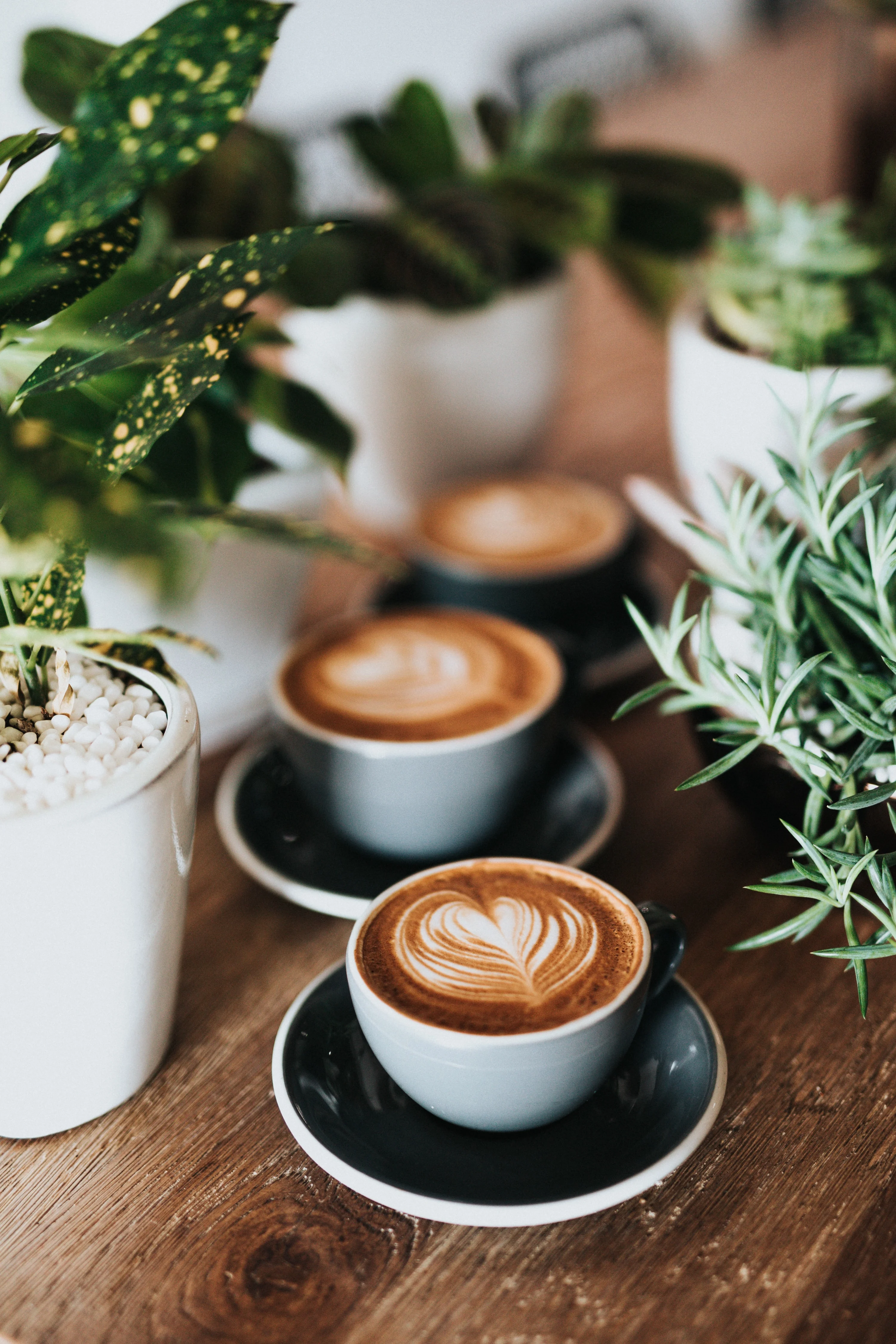 Three cups of coffee with latte art on a wooden table surrounded by green plants.